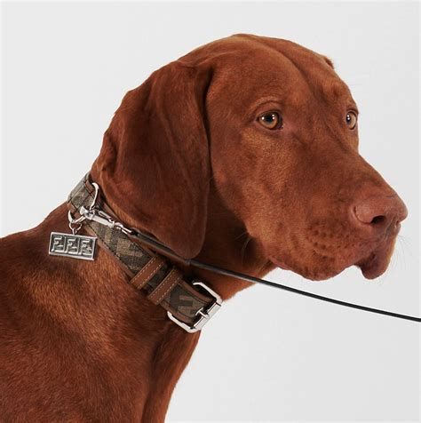 versace inspired dog collar|luxury designer dog collars.